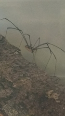 Phalangioidea