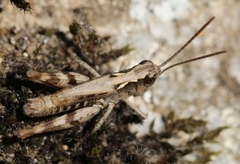 Chorthippus corsicus corsicus
