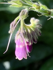 Symphytum officinale