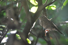Passer domesticus