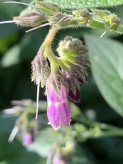 Symphytum officinale