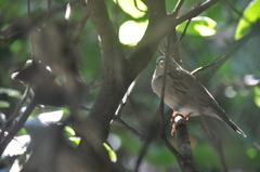Passer domesticus