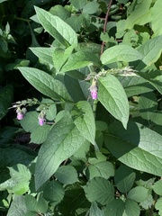 Symphytum officinale