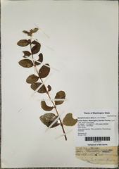 Symphoricarpos mollis