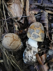 Amanita ceciliae