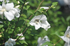 Xylocopa virginica