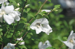 Xylocopa virginica
