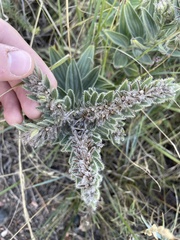 Lithospermum occidentale