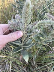 Lithospermum occidentale