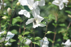 Xylocopa virginica