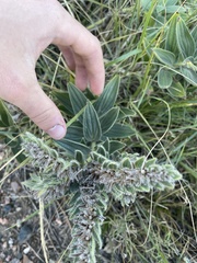 Lithospermum occidentale