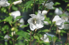 Xylocopa virginica