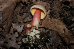 Caloboletus inedulis