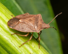 Euschistus servus euschistoides