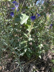 Gentiana affinis