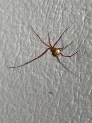 Nesticodes