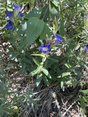 Gentiana affinis