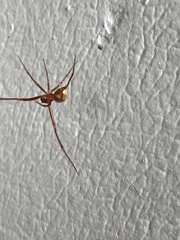 Nesticodes