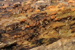 Sphaerosporium lignatile