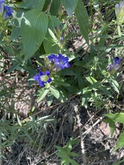 Gentiana affinis