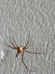 Nesticodes
