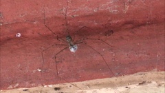 Pholcidae