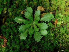 Micranthes petiolaris