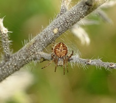 Agalenatea redii