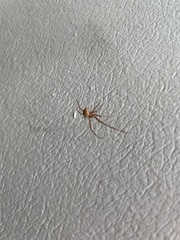 Nesticodes