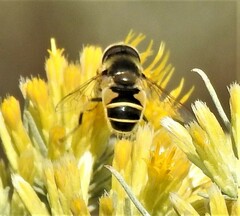 Eristalis hirta