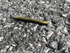 Anadenobolus monilicornis