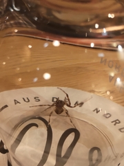 Araneae