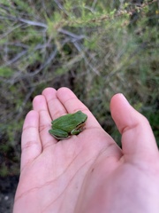 Hyla meridionalis