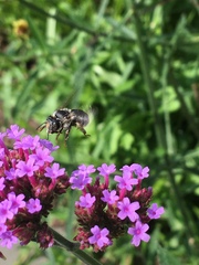 Anthophora terminalis
