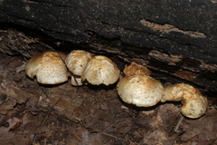 Pholiota