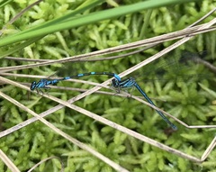 Coenagrion johanssoni