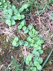 Veronica serpyllifolia