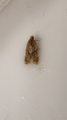 Epiphyas postvittana