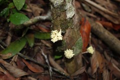 Xylaria flabelliformis