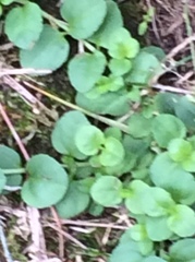 Veronica serpyllifolia