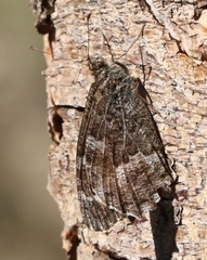 Hipparchia aristaeus