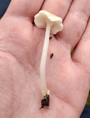 Entoloma sericellum