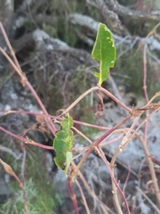 Lonicera periclymenum