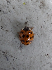 Harmonia axyridis