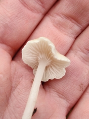 Entoloma sericellum