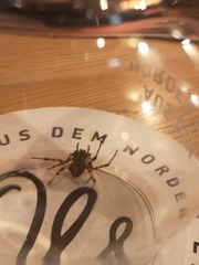 Araneae