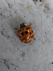 Harmonia axyridis