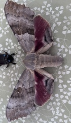 Pachysphinx occidentalis