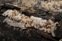 Radulomyces copelandii