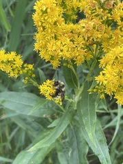 Solidago lepida